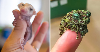 18 Animals You Will Be Thrilled to See They Come in Miniature Versions