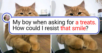 18 Proofs That Animals Are Meant to Bring Us Endless Laughter