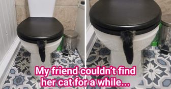 15 Pets Who Were Caught Paw-Handed in Awkward Situations