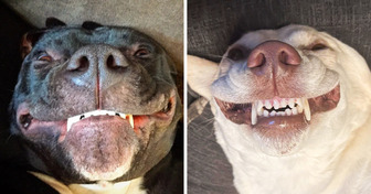 20 Dogs Who Love to Rock Their Upside Down Face