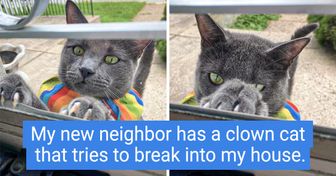 20 Cats Who Decided to Invade the Homes and Hearts of Their Neighbors