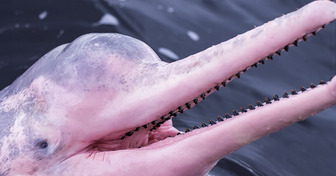 A Fisherman Was Stunned to Snap a Video of a Rare Pink Dolphin
