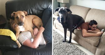 15+ Fully-Grown Dogs Who Are Still Puppies at Heart