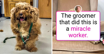 19 Pets Who Got a Haircut and Changed So Dramatically That Their Owners Barely Recognized Them