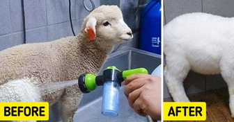 20+ Before & After Pics of Pets That Owners Couldn’t Believe Their Eyes