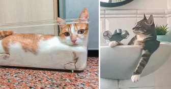 15 Elastic Cats Who Prove No Space Is Small Enough for Them