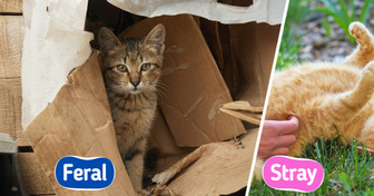 Spot These 10 Signs When You See a Cat to Tell If It’s a Stray or Not