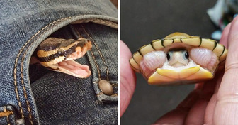 20 Miniscule Animals Who Can Steal Our Heart and Live In Our Pocket