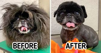 19 Pets That Got a Real Makeover and Now Look Like a Million Dollars