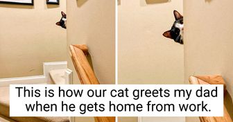 14 Cats That Showed Their Owners Who the Boss of the Household Really Is