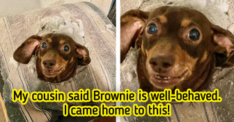 18 Pets Who Are Going Through an Existential Crisis