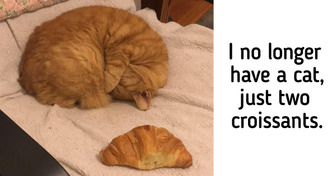 20+ Pets That Make Their Owners’ Lives Extremely Eventful