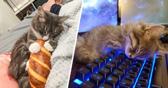 15+ Adorable Kittens That Will Make You Go, “Awww”