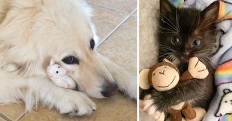 19 Pics of Pets With Their Toys Guaranteed to Bring a Smile to Your Face