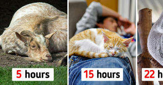 16 Animals That Will Leave You Speechless With Their Sleeping Patterns