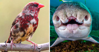 22 Animals That Stand Out From the Crowd Due to Their Exotic Features