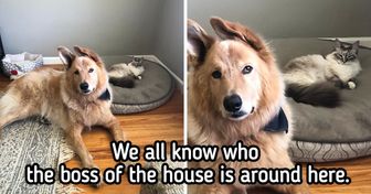 20 Times Our Beloved Pets Acted Unbelievably Catty