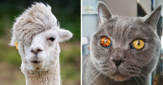 18 Animals Who Should Win Awards for Their Unique Features