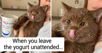 15 Photos That Prove Living With Cats Is an Adventure Filled With Love and Fun
