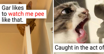 19 Cats Who Literally Show Everyone Who Is Weirdo in the House