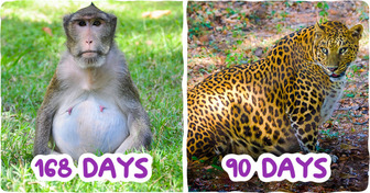20 of the Sweetest Expectant Animal Moms and How Their Pregnancies Compare With Each Other