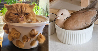 14 Times Pets Proved They Can Make Themselves Comfortable Anywhere