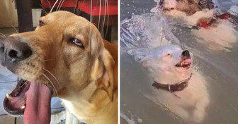 18 Photos Showing How Animals Know How to Imitate Us Better Than We Thought