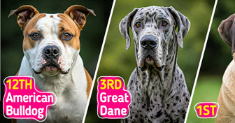 15 Dog Breeds That Aren’t For Beginners (But Are Worth the Challenge)