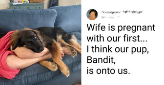 17 Pets That Knew Their Owners Were Pregnant Before Anybody Else