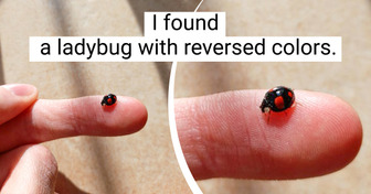 17 People Who Couldn’t Believe Their Eyes With Their Accidental Discoveries