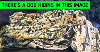 13 Tricky Pics That Prove Animals Are Masters of Camouflage