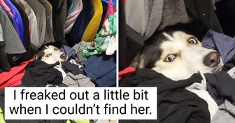 20 Dogs Whose Total Malfunctions Gave Us Great Laughs