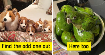 18 Pets That Have Mastered the Art of Camouflage to Perfection