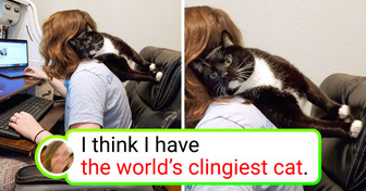 15 Loving Pets Who Are Stuck to Their Owners Like Glue