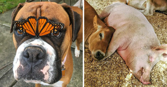 18 Animal Friendships That Show Love Has No Limits