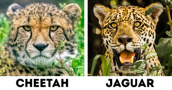 20+ Differences Between a Jaguar, a Leopard, and a Cheetah