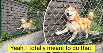 15 Times People Caught Their Pets Being Adorable Goofs on Camera