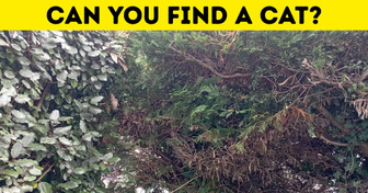 Find Out How Fast You Will Spot 25 Hidden Cats. If You Actually Can