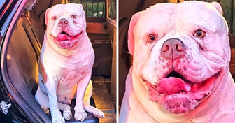Hero Dog Alerted Family to House Fire, Everyone’s Safe