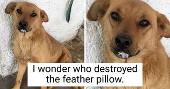 20+ Pets Who Aren’t Being Good Boys and Girls, and Show No Signs of Regret