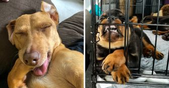 20+ Sleeping Dogs That Couldn’t Care Less About Looking Adorably Silly