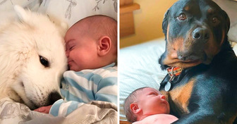 18 Pictures That Prove How Unbreakable Bonds Between Humans and Animals Can Be