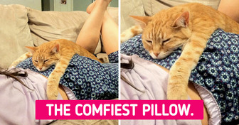 22 Clever Pets Who Uncovered the Secret to the Perfect Nap