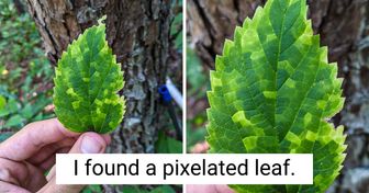16 Proofs That Mother Nature Will Never Run Out of Jaw-Dropping Ideas