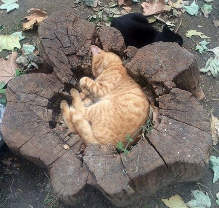 20 Funny Sleeping Animals in Unusual Places Photos