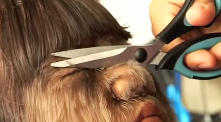 Closeup of a person covered in fur-like hair getting a haircut, scissors placed on nose.